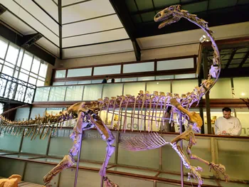 Natural History Museum (Royal Belgian Institute of Natural Sciences) Brussels (Belgium)